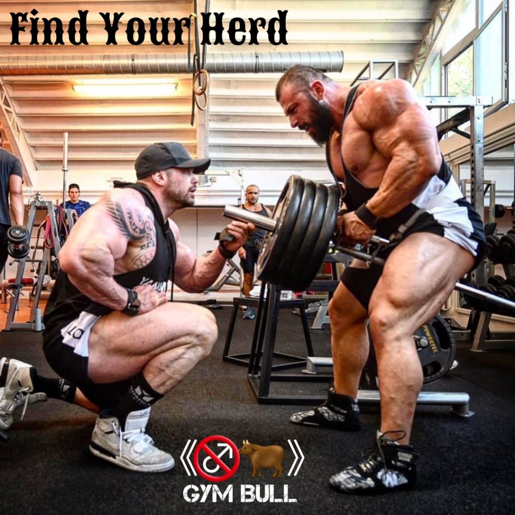 Find Your Herd
GYM BULL